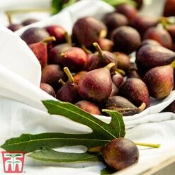 Fig 'Little Miss Figgy' -Outlet Hompson-morgan Store fig little3