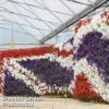 Petunia 'Easy Wave Union Jack Mix' 1 Petunia 'Easy Wave Union Jack Mix' -Outlet Hompson-morgan Store flag