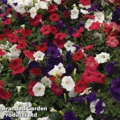 Petunia 'Easy Wave Union Jack Mix' -Outlet Hompson-morgan Store flag3
