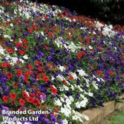Petunia 'Easy Wave Union Jack Mix' -Outlet Hompson-morgan Store flag5