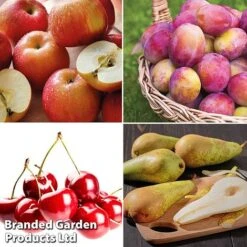 Mini Orchard Collection -Outlet Hompson-morgan Store fruit4