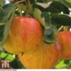 Apple 'Gala' (Mini Fruit Tree) -Outlet Hompson-morgan Store gala