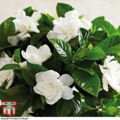 Gardenia 'Deluxe' -Outlet Hompson-morgan Store gard TKA2913 C