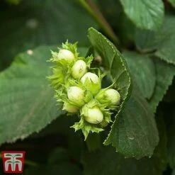 Truffle Tree - Hazel Kentish Cob -Outlet Hompson-morgan Store haze kent3
