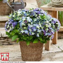 Hydrangea Macrophylla 'Lady Mata Hari Duo' (Royalty Collection) -Outlet Hompson-morgan Store hyd blue T1