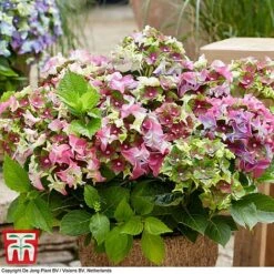 Hydrangea Macrophylla 'Lady Mata Hari Pink' (Royalty Collection) 6 Hydrangea Macrophylla 'Lady Mata Hari Pink' (Royalty Collection) -Outlet Hompson-morgan Store hyd pink T2