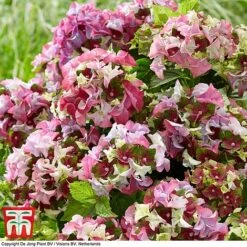 Hydrangea Macrophylla 'Lady Mata Hari Pink' (Royalty Collection) 7 Hydrangea Macrophylla 'Lady Mata Hari Pink' (Royalty Collection) -Outlet Hompson-morgan Store hyd pink T4