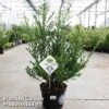 Ilex Crenata 'Dark Green' -Outlet Hompson-morgan Store ilexdarkgreen5L