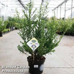 Ilex Crenata 'Dark Green'