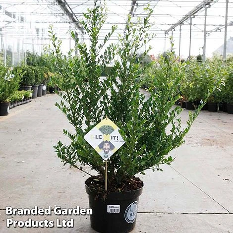 Ilex Crenata 'Dark Green' 3 Ilex Crenata 'Dark Green'