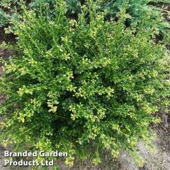 Ilex Crenata 'Glorie Dwarf' -Outlet Hompson-morgan Store ilexglorie