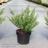Ilex Crenata 'Glorie Dwarf' -Outlet Hompson-morgan Store ilexglorie3L