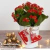 Christmas Kalanchoe - Gift -Outlet Hompson-morgan Store kali3