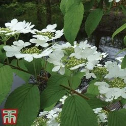 Viburnum Plicatum F. Tomentosum 'Kilimanjaro' -Outlet Hompson-morgan Store kili
