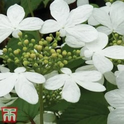 Viburnum Plicatum F. Tomentosum 'Kilimanjaro' -Outlet Hompson-morgan Store kili2
