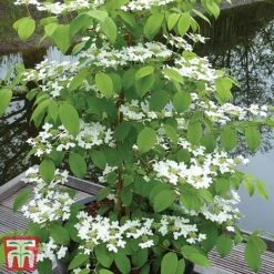 Viburnum Plicatum F. Tomentosum 'Kilimanjaro' -Outlet Hompson-morgan Store kili3