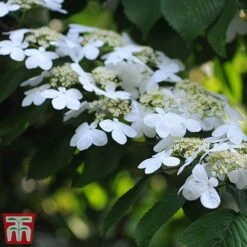 Viburnum Plicatum F. Tomentosum 'Kilimanjaro' -Outlet Hompson-morgan Store kili4