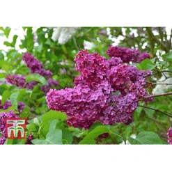 Syringa Vulgaris 'Andenken An Ludwig Späth' -Outlet Hompson-morgan Store lilac second image