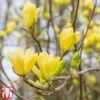 Magnolia X Brooklynensis 'Yellow Bird' -Outlet Hompson-morgan Store magnolia1