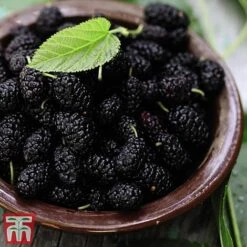 Mulberry 'Charlotte Russe' (Mojo Berry) -Outlet Hompson-morgan Store mulb