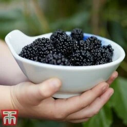 Mulberry 'Charlotte Russe' (Mojo Berry) -Outlet Hompson-morgan Store mulberry mojo 3