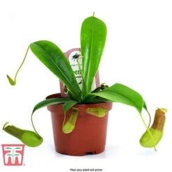Nepenthes Alata 17 Nepenthes Alata -Outlet Hompson-morgan Store nepe arrival
