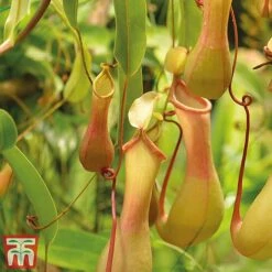 Nepenthes Alata 14 Nepenthes Alata -Outlet Hompson-morgan Store nepe21