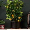 Calamondin Orange - Citrus -Outlet Hompson-morgan Store orange trellis1