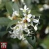 Osmanthus X Burkwoodii -Outlet Hompson-morgan Store osma burk