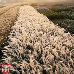 Pennisetum Orientale 'Dance With Me' 10 Pennisetum Orientale 'Dance With Me' -Outlet Hompson-morgan Store penn dance