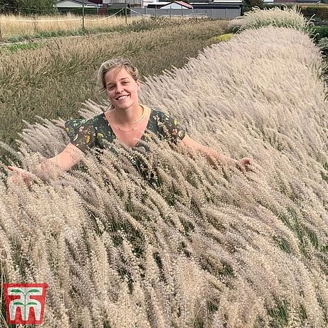 Pennisetum Orientale 'Dance With Me' 3 Pennisetum Orientale 'Dance With Me'