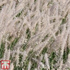Pennisetum Orientale 'Dance With Me' 13 Pennisetum Orientale 'Dance With Me' -Outlet Hompson-morgan Store penn dance5