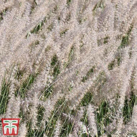 Pennisetum Orientale 'Dance With Me' 7 Pennisetum Orientale 'Dance With Me' - Image 5