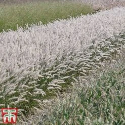 Pennisetum Orientale 'Dance With Me' 15 Pennisetum Orientale 'Dance With Me' -Outlet Hompson-morgan Store penn dance7
