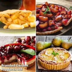 Outlet Hompson-morgan Store -Outlet Hompson-morgan Store pie1