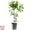 Plum Duo Patio Fruit Trees -Outlet Hompson-morgan Store plum21