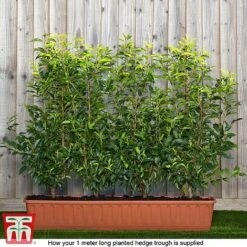 Prunus Lusitanica -Outlet Hompson-morgan Store prunus ready