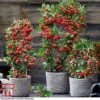 Pyracantha Coccinea 'Red Star' -Outlet Hompson-morgan Store pyra red11