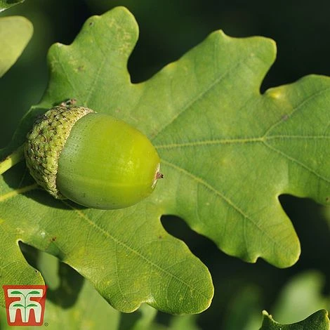 Truffle Tree - Oak 4 Truffle Tree - Oak - Image 2