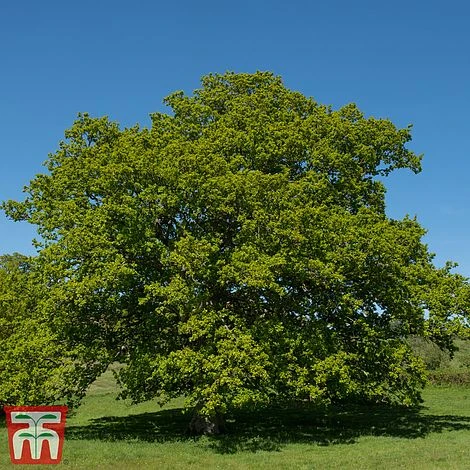 Truffle Tree - Oak 5 Truffle Tree - Oak - Image 3