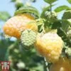 Raspberry 'Summer Lovers Garden Golden' -Outlet Hompson-morgan Store rasp gold