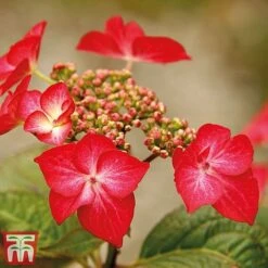 Hydrangea Macrophylla 'Red Bull' -Outlet Hompson-morgan Store red bull 2
