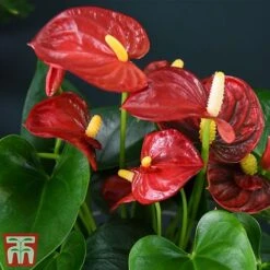 Anthurium Aqua Red In Sierglass 5 Anthurium Aqua Red In Sierglass -Outlet Hompson-morgan Store red21