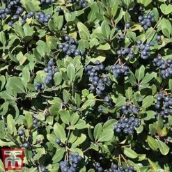 Rhaphiolepis Umbellata F. Ovata -Outlet Hompson-morgan Store rhap ume