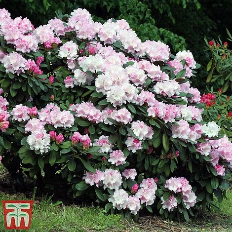 Rhododendron 'Silberwolke' 4 Rhododendron 'Silberwolke' - Image 2