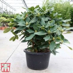 Rhododendron 'Germania' -Outlet Hompson-morgan Store rhod germ2