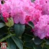 Rhododendron 'Germania' 2 Rhododendron 'Germania' -Outlet Hompson-morgan Store rhod germ3