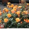 Rose 'Precious Amber' (Floribunda Rose) -Outlet Hompson-morgan Store rose preca