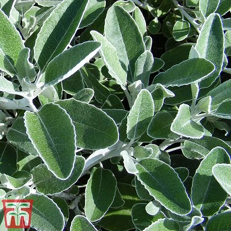 Brachyglottis 'Drysdale' 4 Brachyglottis 'Drysdale' - Image 2