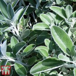 Brachyglottis 'Drysdale' 7 Brachyglottis 'Drysdale' -Outlet Hompson-morgan Store sene2